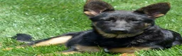 German Shepherd dogs for sale: Diamond - Ad 9