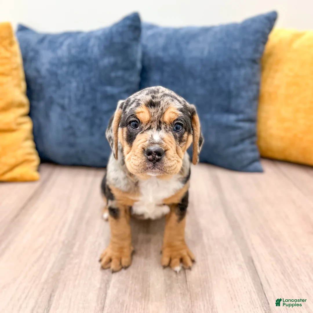 Mixed Breed dogs for sale: Gia - Ad 2