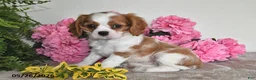 Cavalier King Charles Spaniel dogs for sale: Bingo - Ad 4