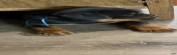 Rottweiler dogs for sale: Rottweiler Puppy 1 - Ad 12