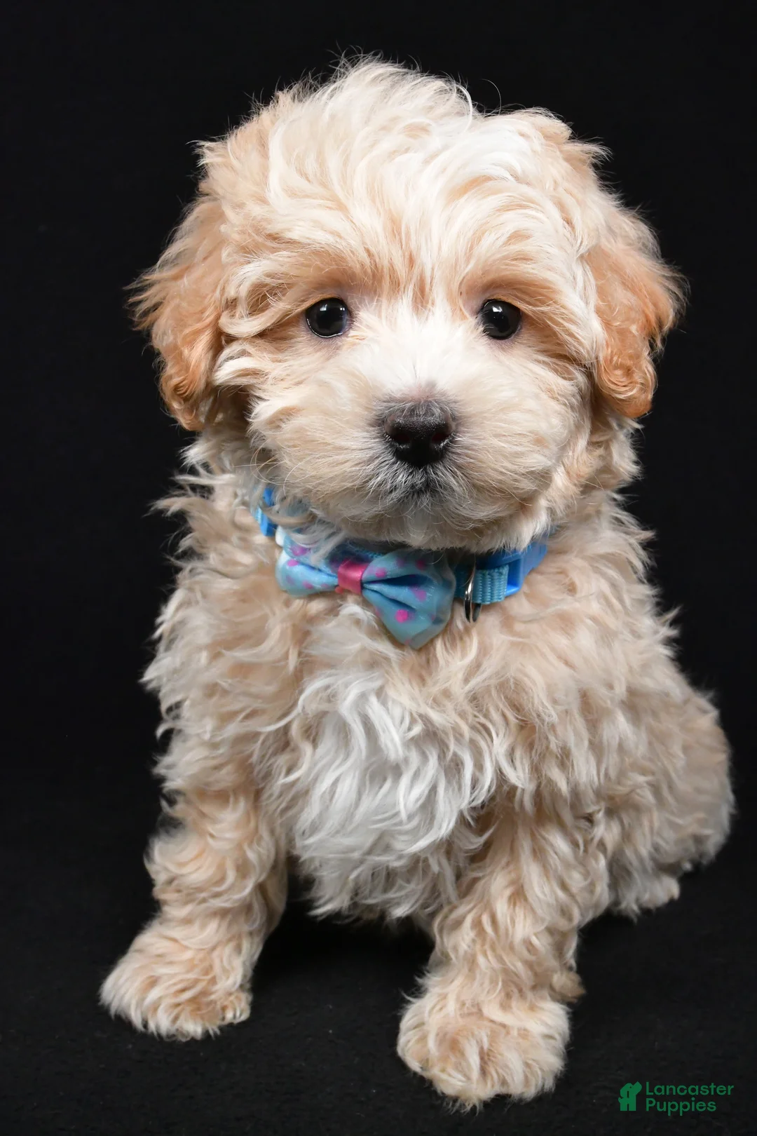 Maltipoo dogs for sale: Josh - Ad 6