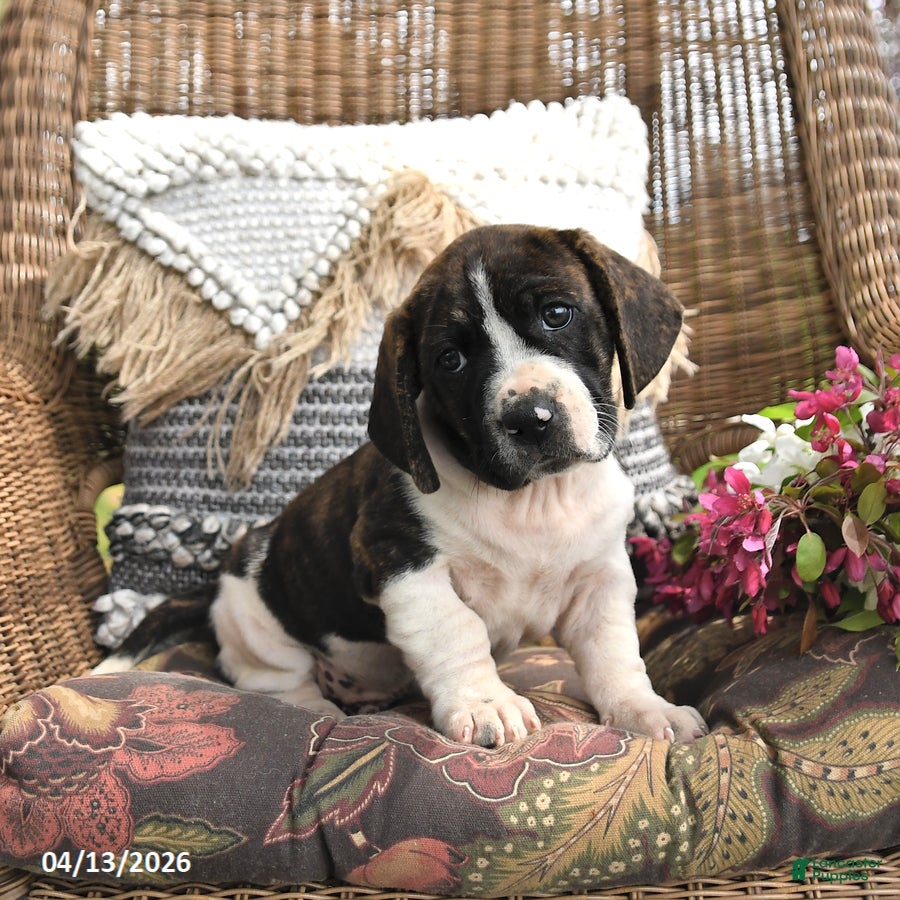 Mixed Breed dogs Pepper - Ad 1