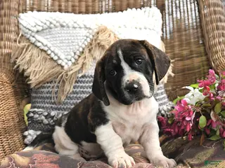 Mixed Breed dogs for sale: Pepper - Ad 4