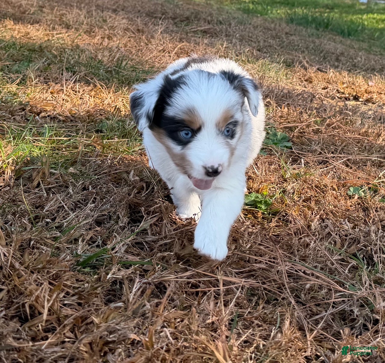 Miniature Australian Shepherd dogs Sugar - Ad 27