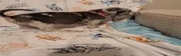 American Pit Bull Terrier dogs for sale: American Pit Bull Terrier 1 - Ad 4