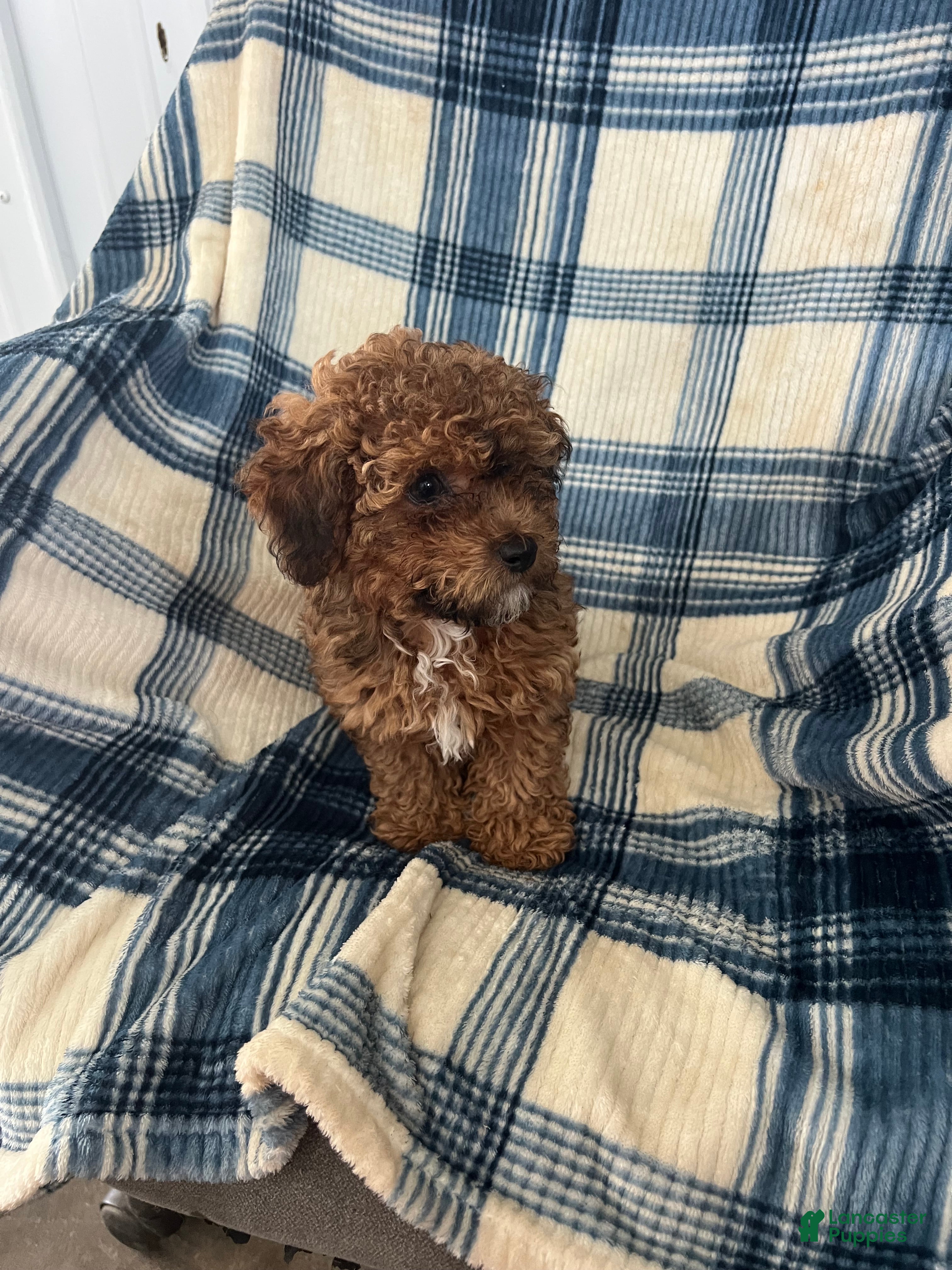 Shihpoo dogs Shihpoo MICKEY-BOY - Ad 2