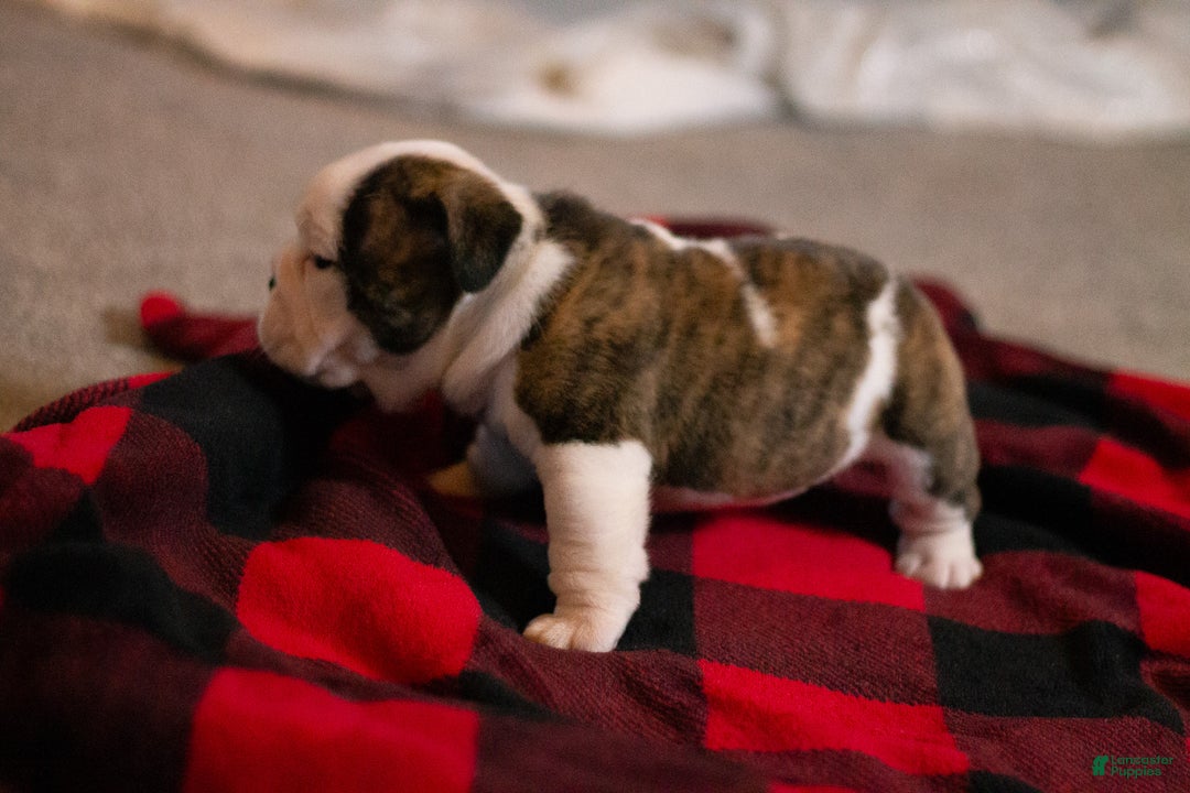 English Bulldog dogs for sale: Lucy - Ad 16