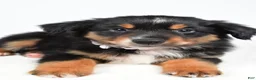 Miniature Australian Shepherd dogs for sale: Macy  - Ad 5