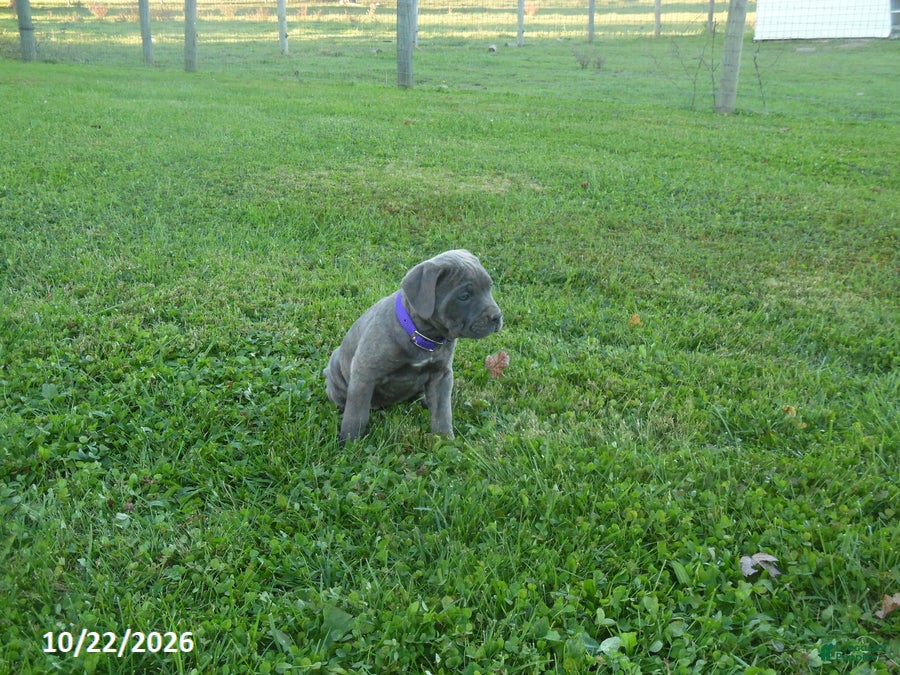 Cane Corso dogs for sale: Allison - Ad 1
