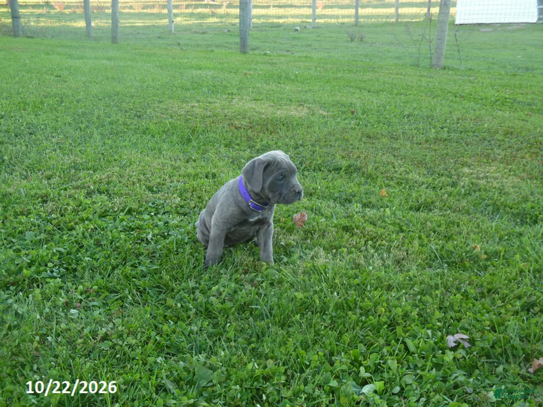 Cane Corso dogs for sale: Allison - Ad 1