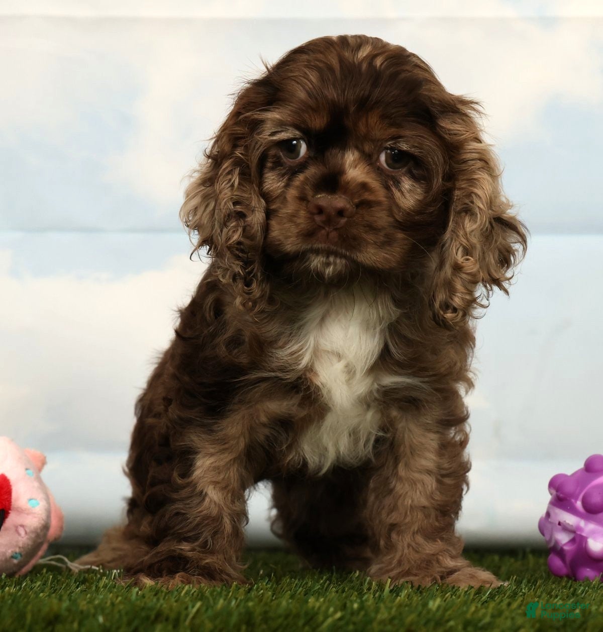 Cocker Spaniel dogs Hailey - Ad 1