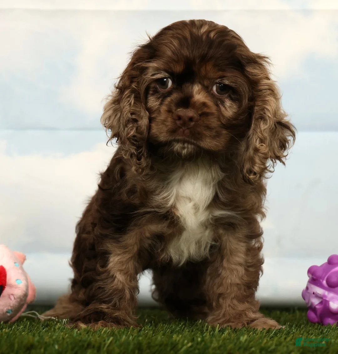 Cocker Spaniel dogs for sale: Hailey - Ad 1