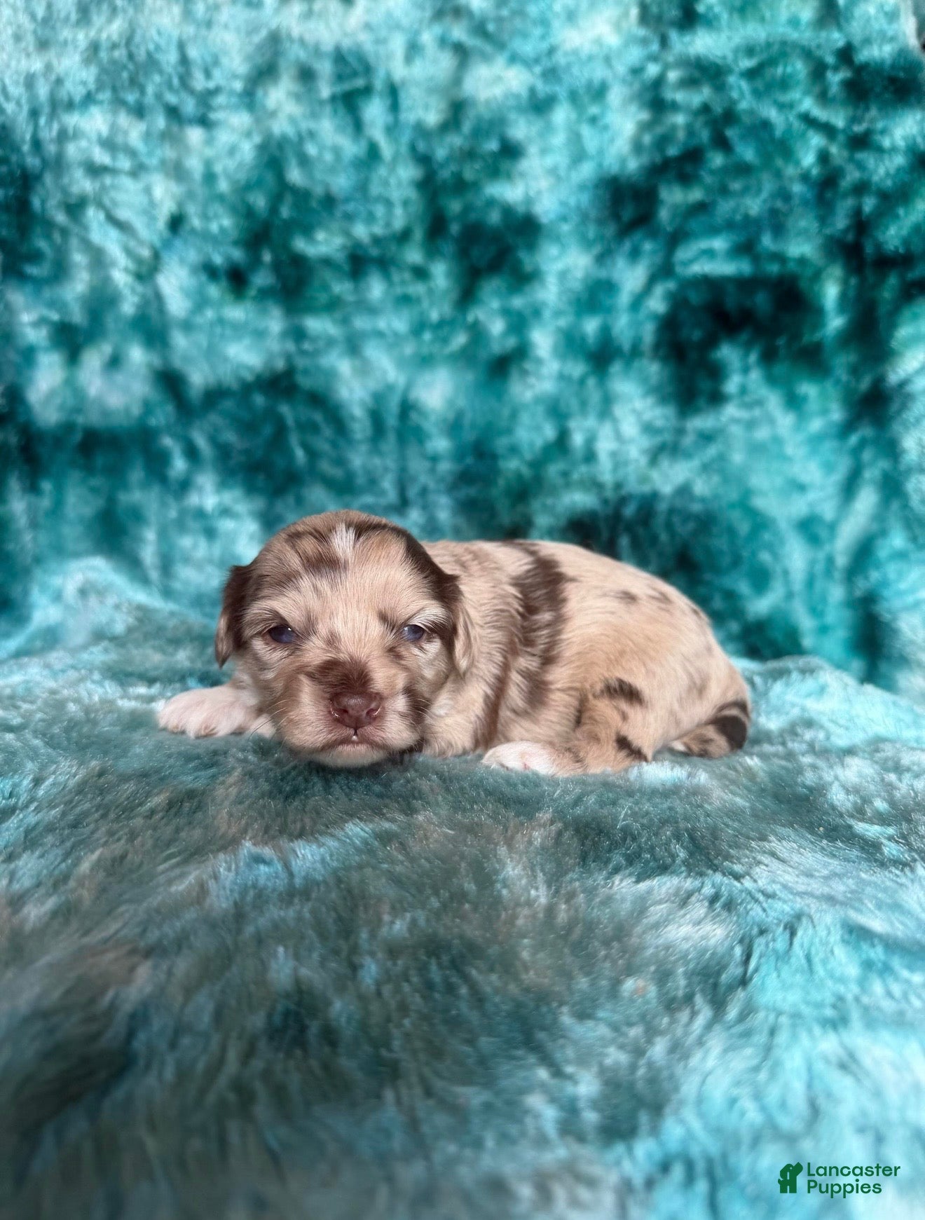 Cavapoo dogs Trace - Ad 1