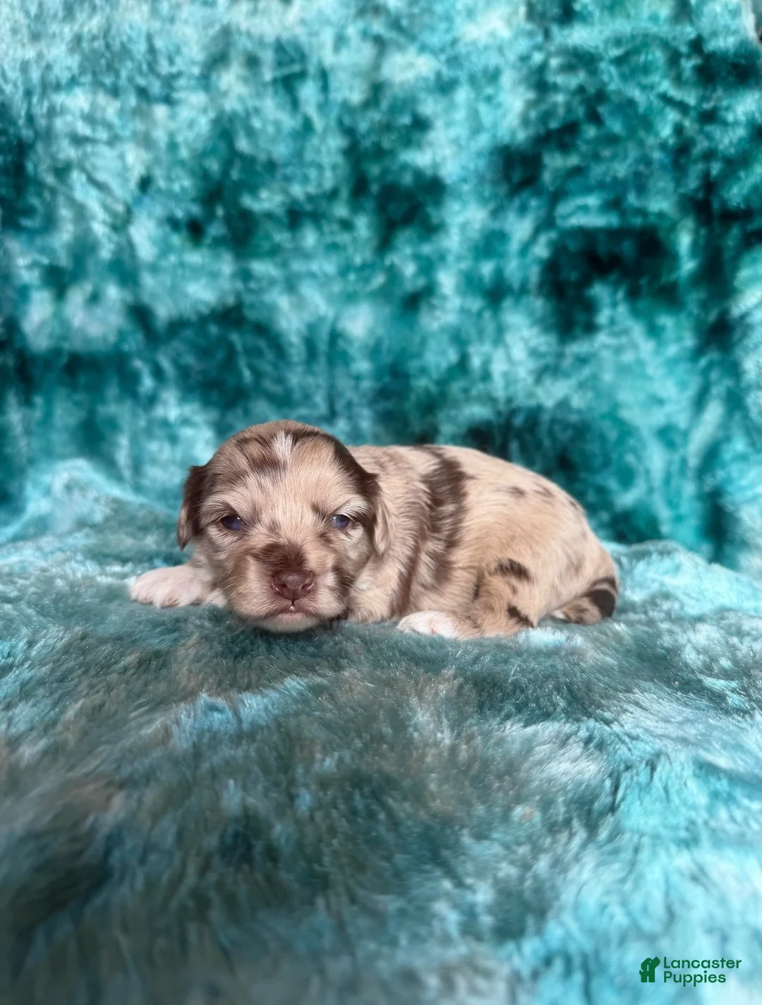 Cavapoo dogs for sale: Trace - Ad 1