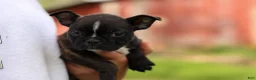 Frenchton dogs for sale: BUDDY - Ad 4