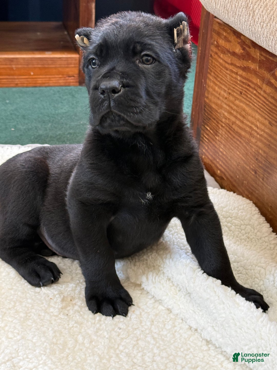 Cane Corso dogs for sale: Axle - Ad 3