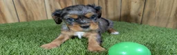 Cavalier King Charles Spaniel dogs for sale: Bertha Boy 3 - Ad 2