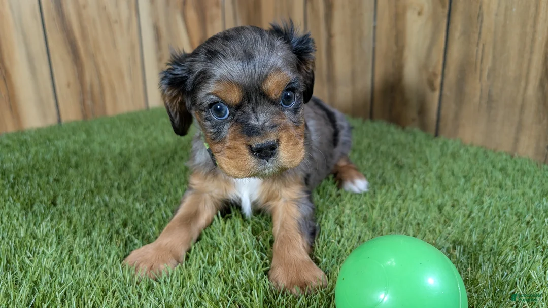 Cavalier King Charles Spaniel dogs for sale: Bertha Boy 3 - Ad 2