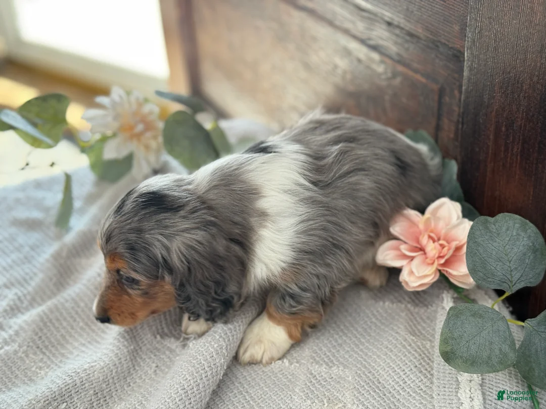 Miniature Dachshund dogs for sale: Murphy - Ad 13