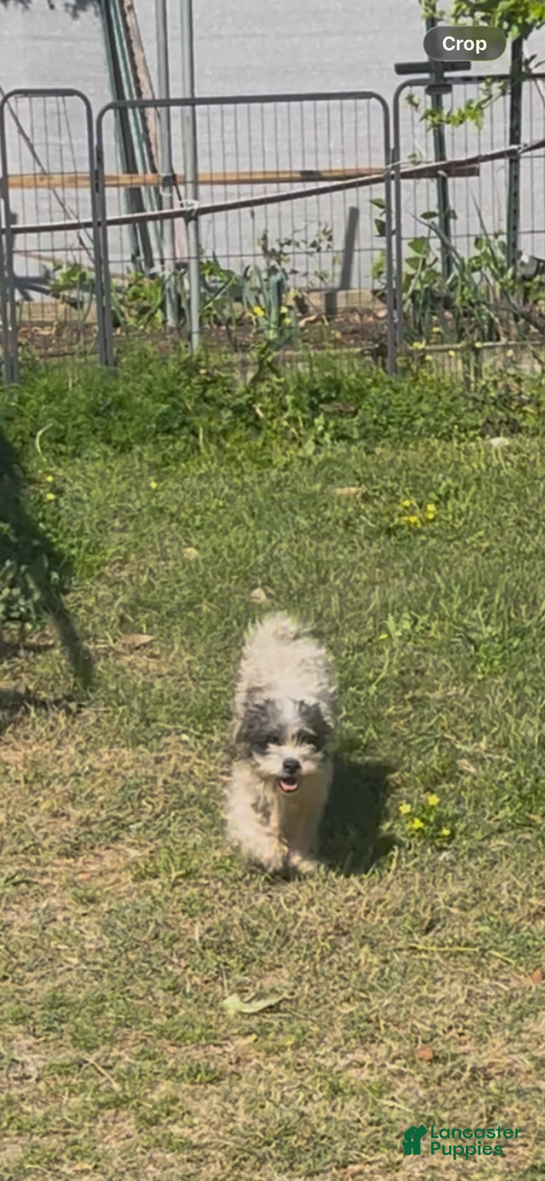 Shihpoo dogs for sale: Shihpoo Puppy 1 - Ad 2