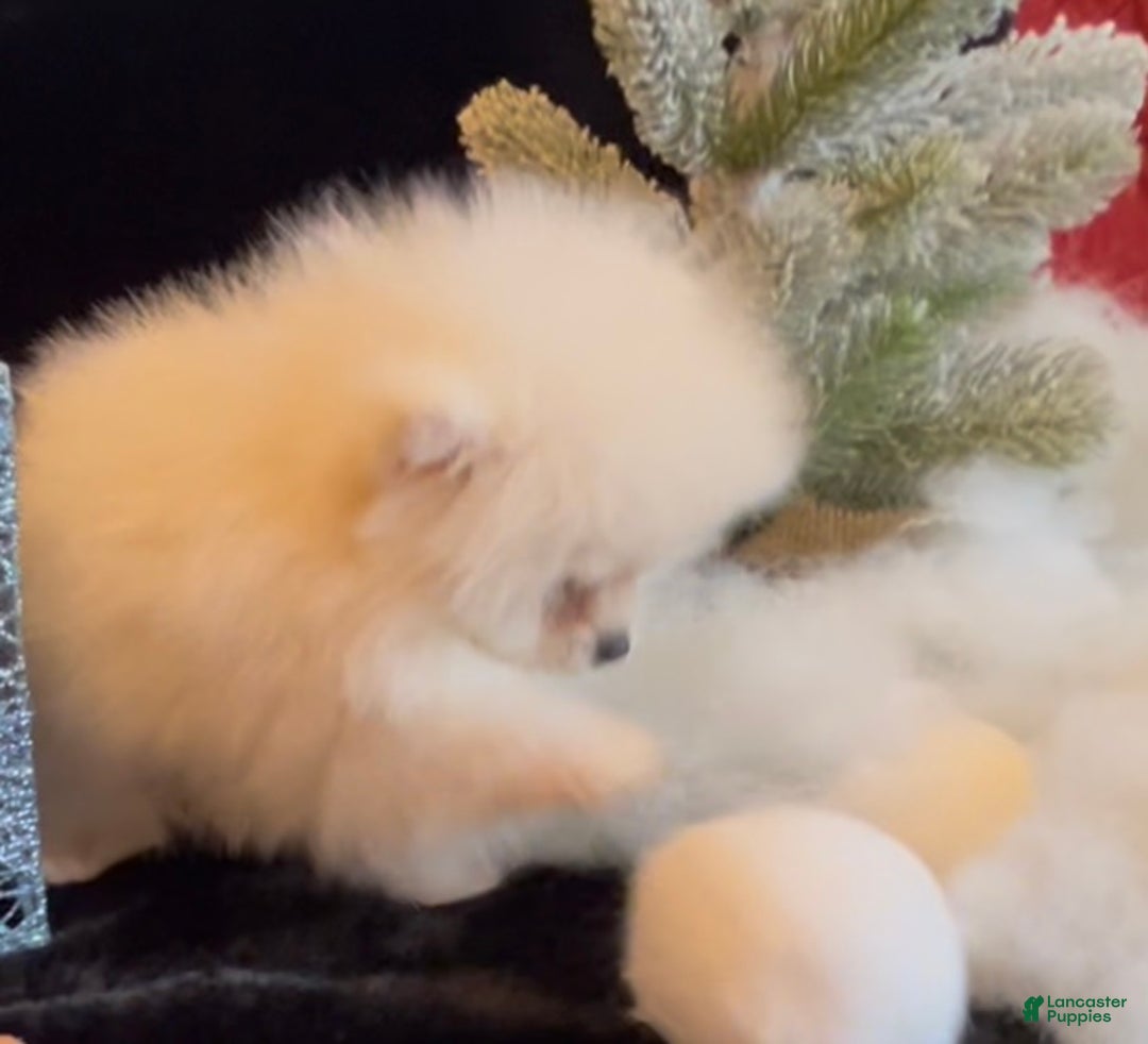 Pomeranian dogs for sale: Tom AKC Registered full rights  - Ad 20