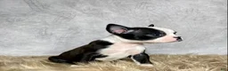 Boston Terrier dogs for sale: Charlie  - Ad 3