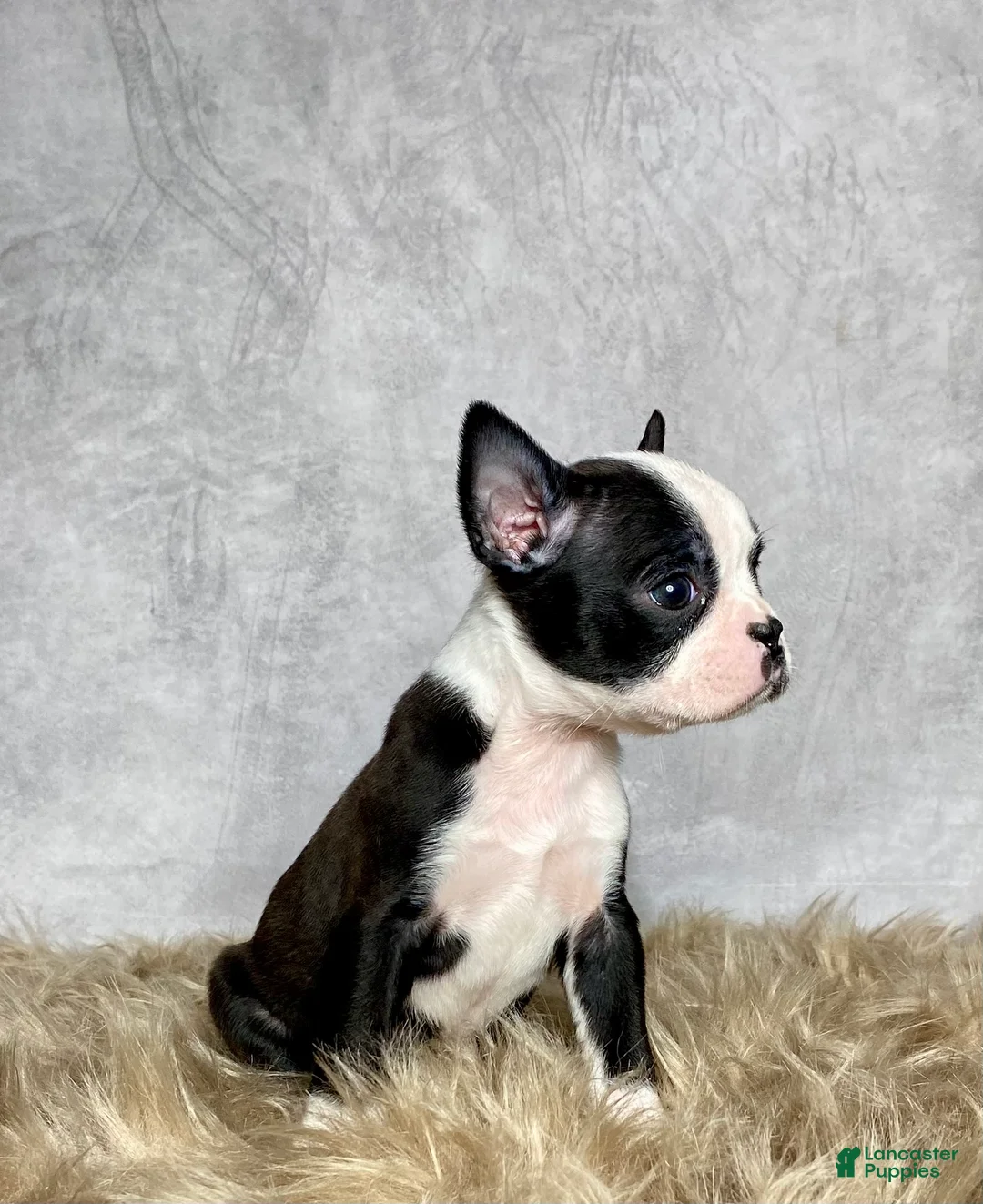 Boston Terrier dogs for sale: Charlie  - Ad 3