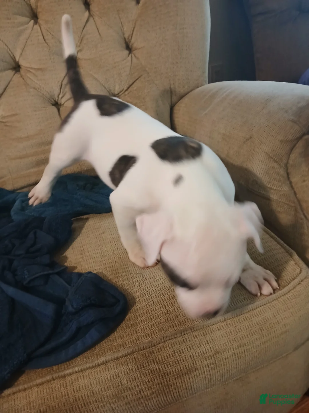 American Bulldog dogs for sale: Dot - Ad 2