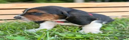 Basset Hound dogs for sale: Charlie - Ad 5