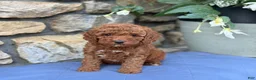 Miniature Poodle dogs for sale: Murphy - Ad 6