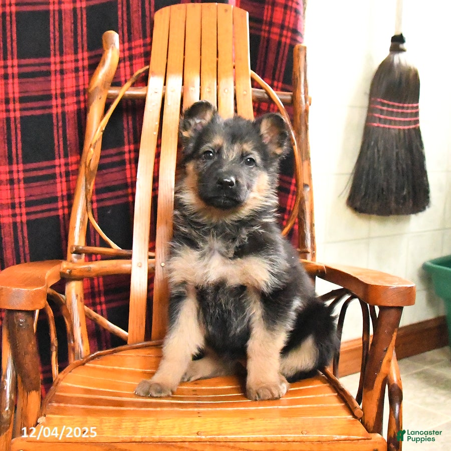 German Shepherd dogs Penny - Ad 29