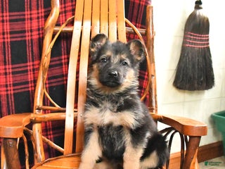 German Shepherd dogs Penny - Ad 20