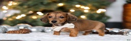 Miniature Dachshund dogs for sale: Crystal - Ad 7