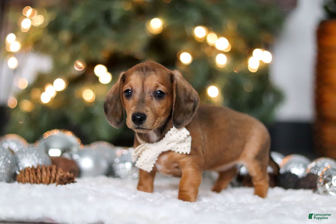 Miniature Dachshund dogs for sale: Crystal - Ad 7