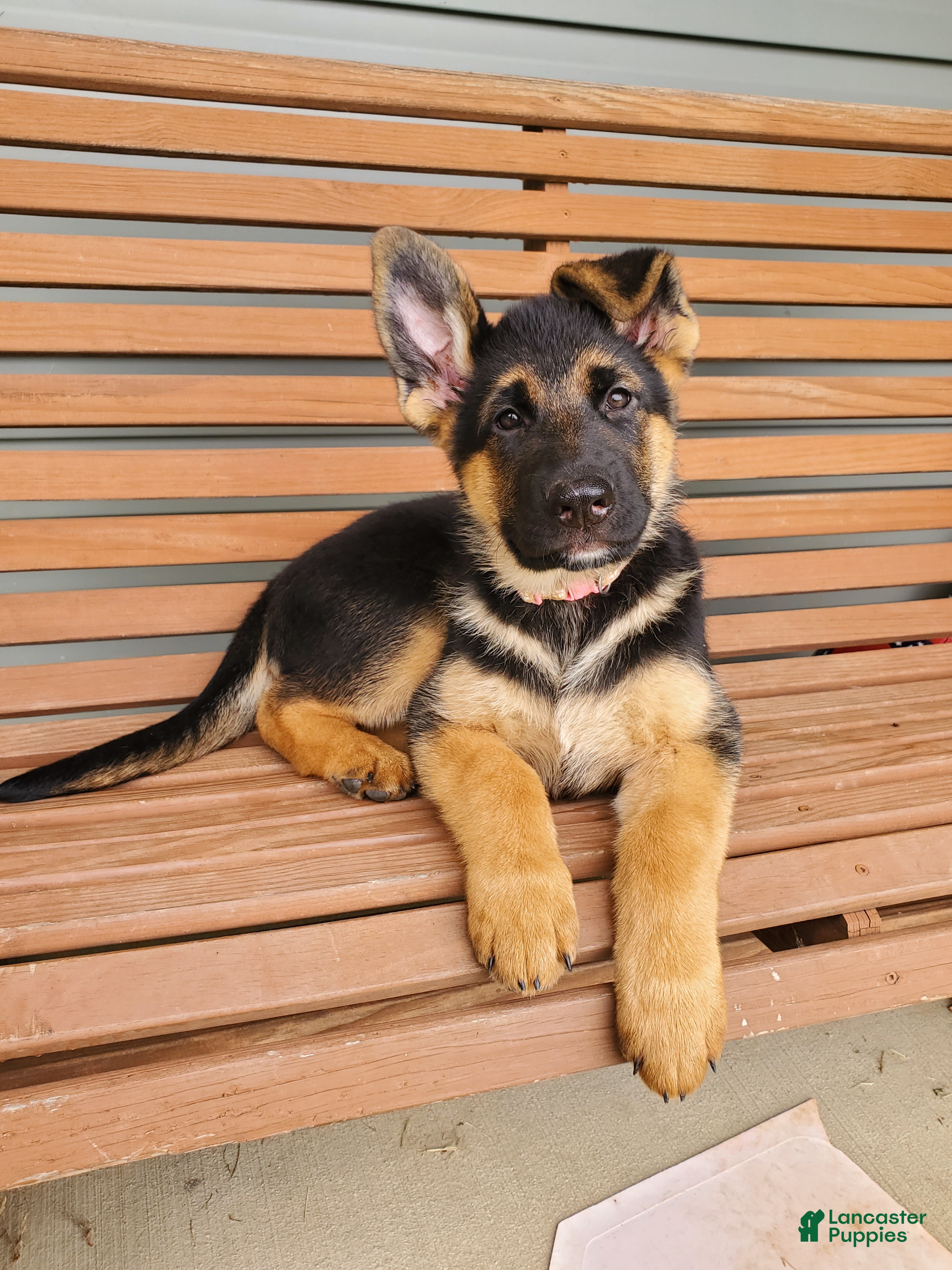 German Shepherd dogs Sparkle - Ad 1
