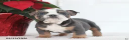 English Bulldog dogs for sale: Reno - Ad 4