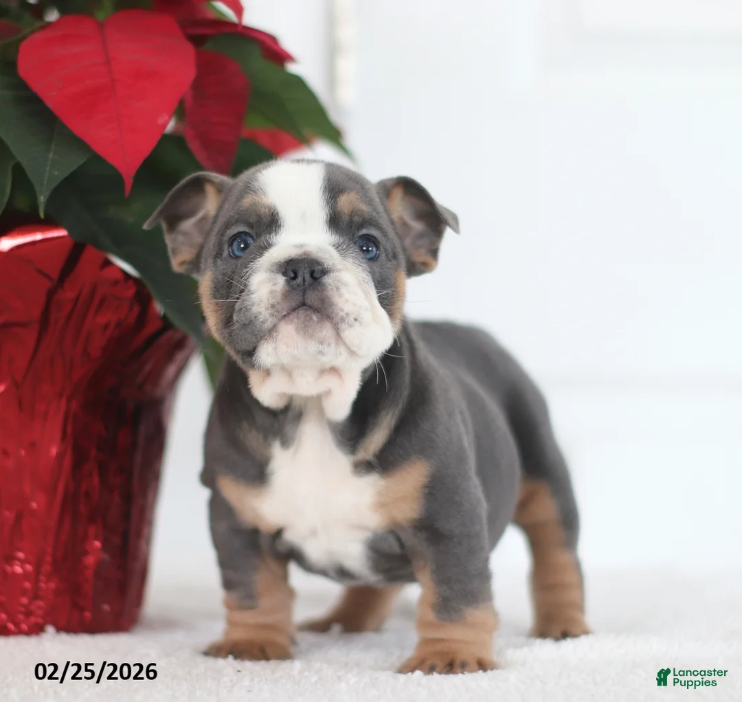 English Bulldog dogs for sale: Reno - Ad 4