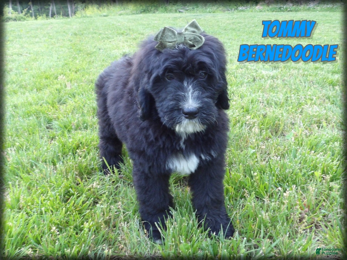 Bernedoodle dogs Tommy - Ad 1