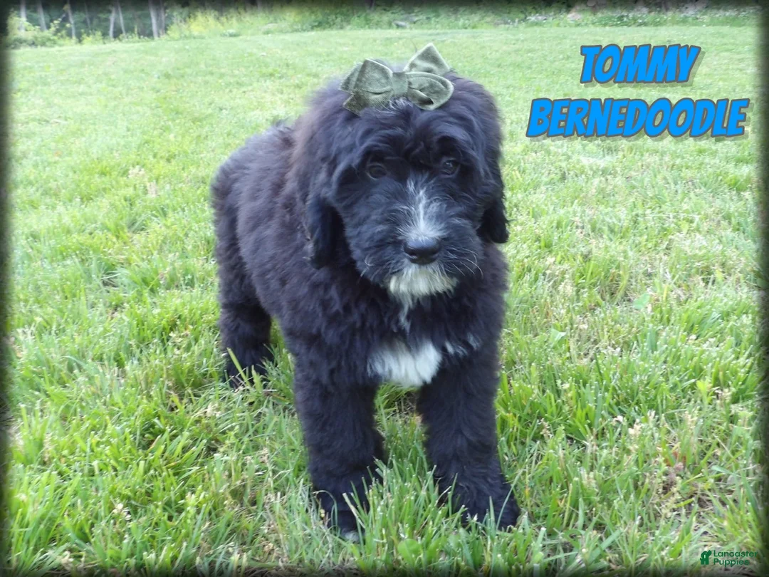 Bernedoodle dogs for sale: Tommy - Ad 1