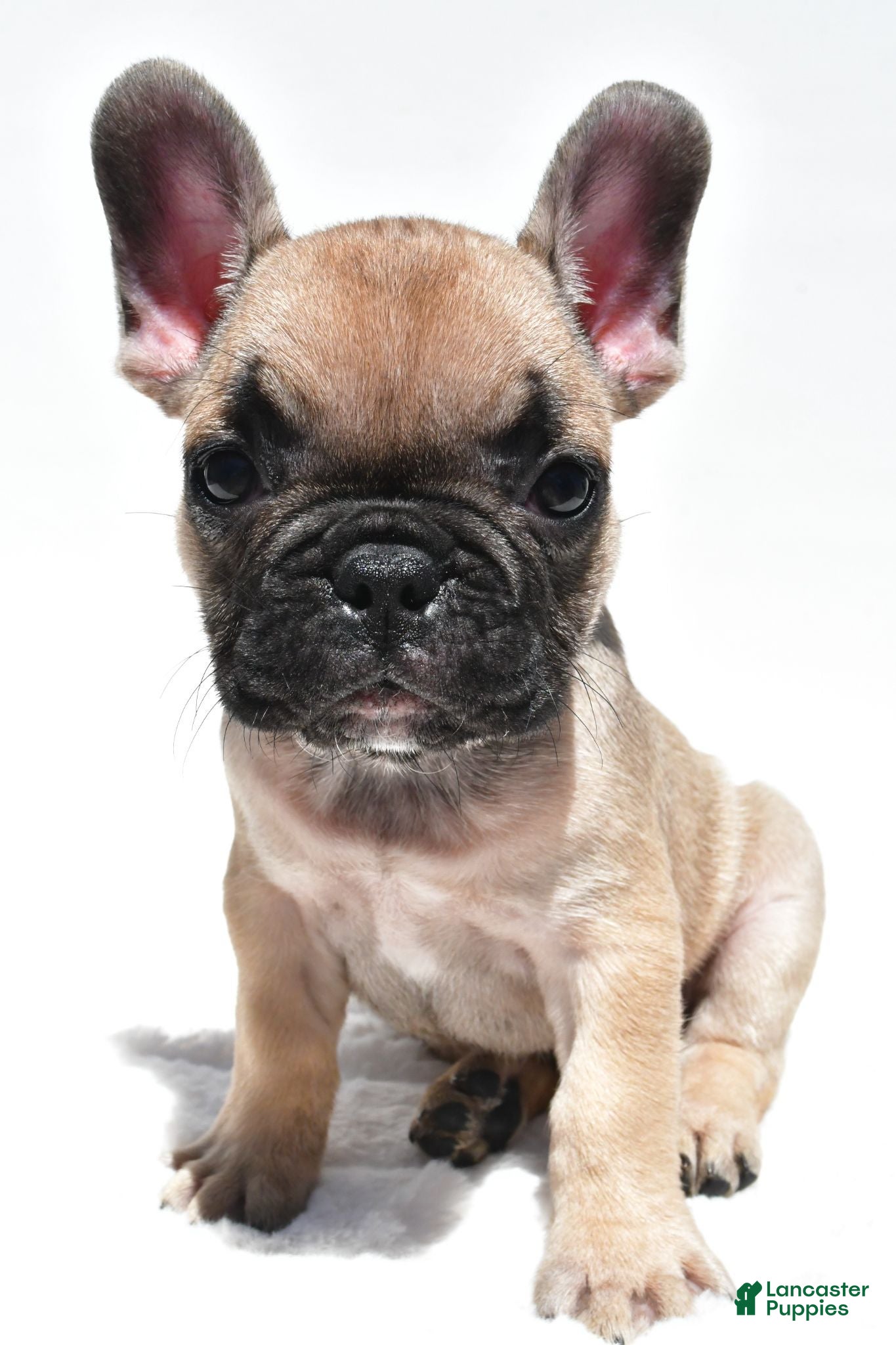 French Bulldog dogs Patrick  - Ad 1