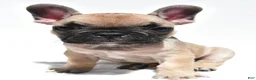 French Bulldog dogs for sale: Patrick  - Ad 1