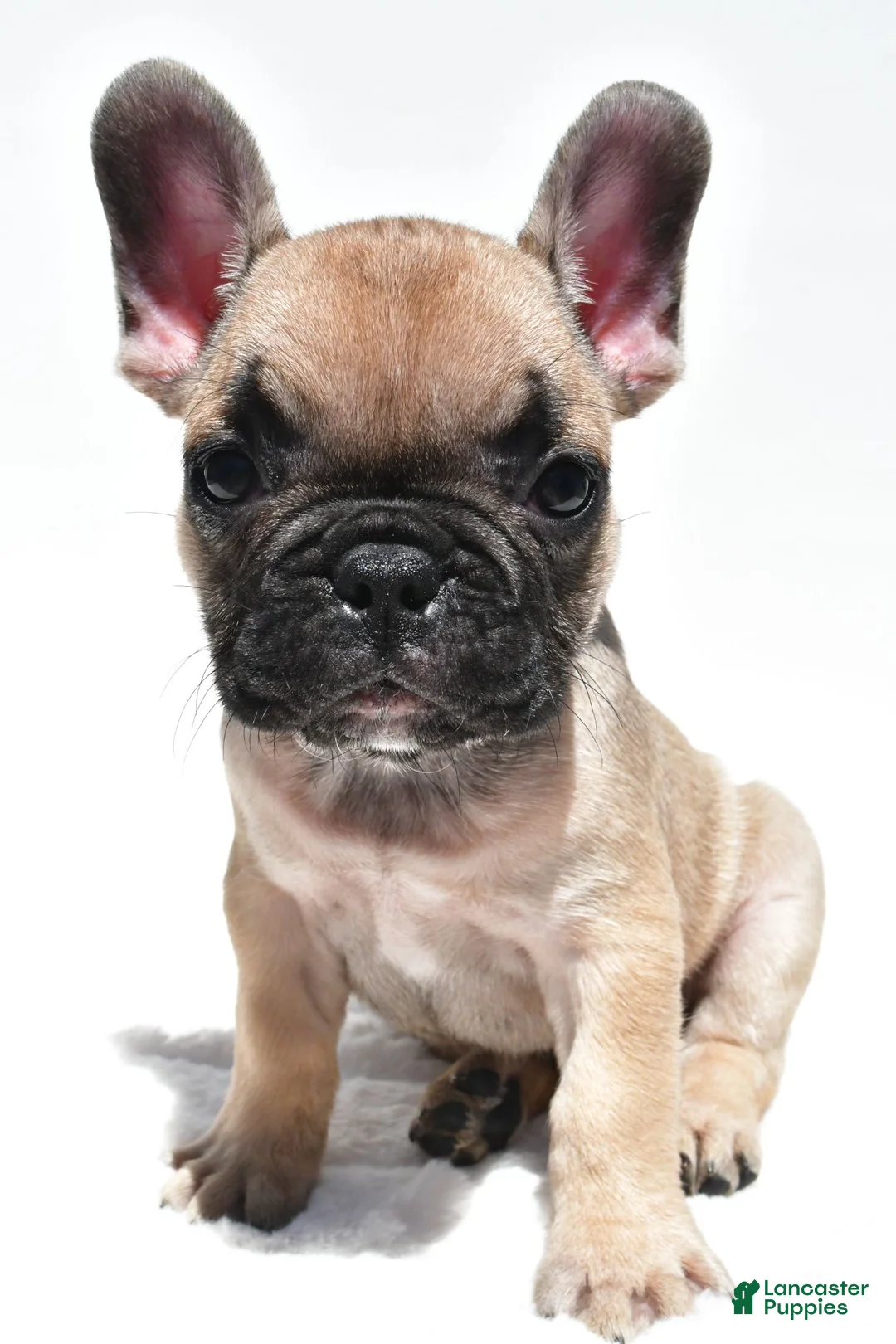 French Bulldog dogs for sale: Patrick  - Ad 1