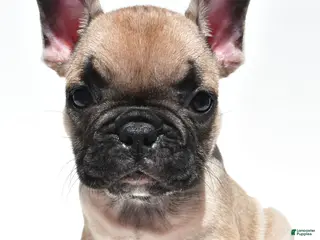 French Bulldog dogs for sale: Patrick - Ad 1