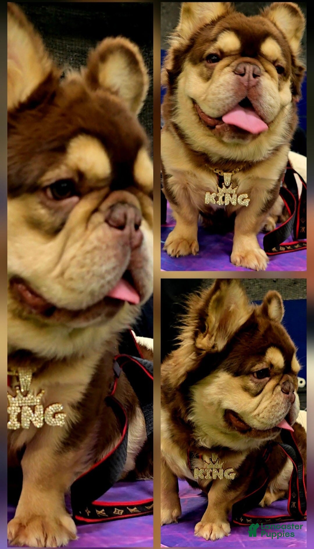 French Bulldog dogs for stud: French Bulldog 1 puppies - Ad 4