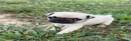 Pug dogs for sale: buster BLUE collar - Ad 4