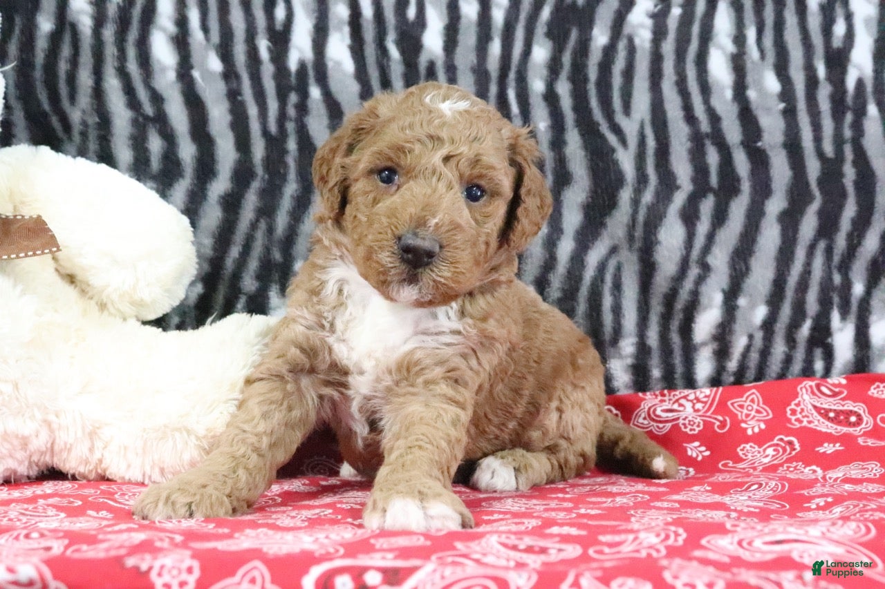 Mini Goldendoodle dogs Muffin - Ad 1
