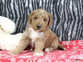 Mini Goldendoodle dogs for sale: Muffin - Ad 4