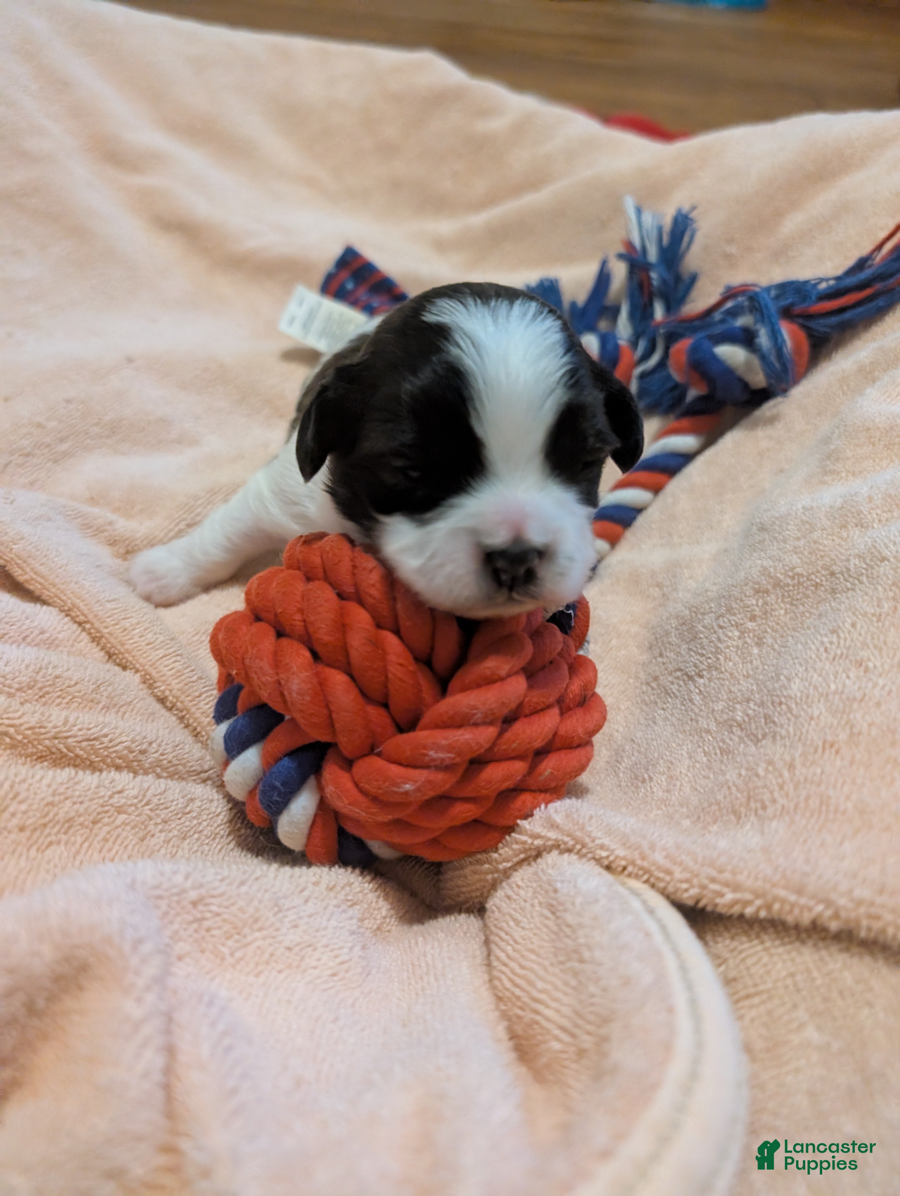 Teddy Bear dogs Teddy Bear Puppy 2 - Ad 4