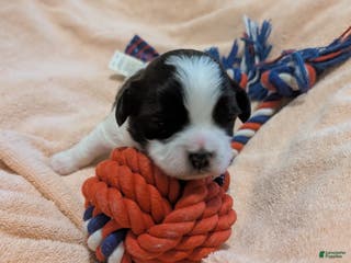 Teddy Bear dogs Teddy Bear Puppy 2 - Ad 10