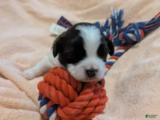 Teddy Bear dogs Teddy Bear Puppy 2 - Ad 3